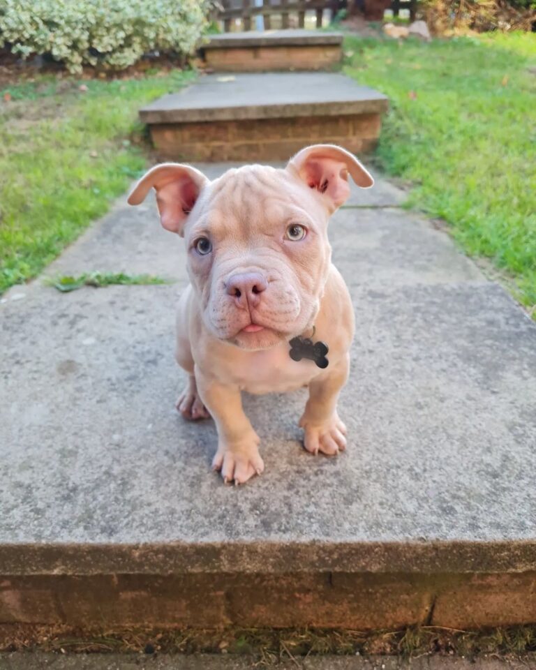 Pocket Bully Puppies For Sale | Pocket bully for sale